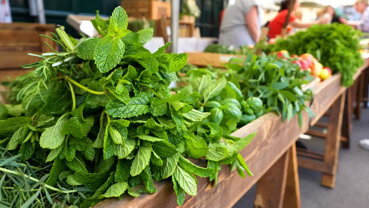 Не всяка мента е една и съща: открийте 4-те най-често използвани вида и спрете да допускате грешки с вашия чай и рецепта.