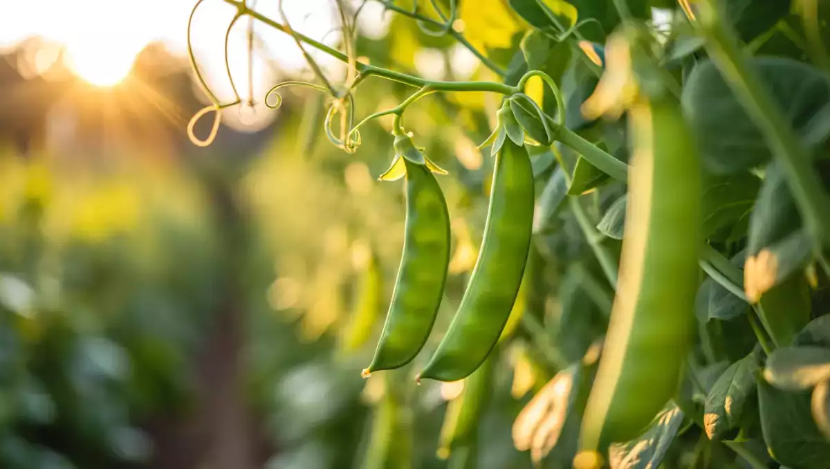 Как да сготвим лесно снежен грах? Всички съвети, които ви трябват, за да бъде хрупкав и вкусен