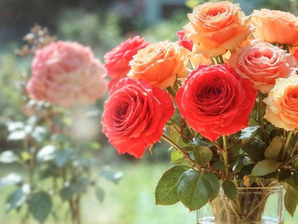 Получихте ли цветя за Свети Валентин? Съставката в килера, която им помага да издържат по-дълго